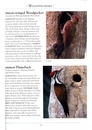 Vogelgids - Natuurgids Naturalist's Guide to the Birds of Malaysia | JB publishing