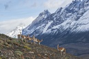 Fotoboek Chile - Chili | Tecklenborg