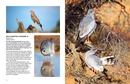 Vogelgids Kgalagadi Self-Drive Birds | HPH Publishing