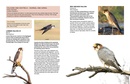 Vogelgids Kgalagadi Self-Drive Birds | HPH Publishing