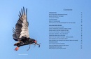 Vogelgids Kgalagadi Self-Drive Birds | HPH Publishing