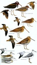 Vogelgids Birds of Senegal and The Gambia | Bloomsbury