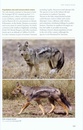 Natuurgids A Field Guide to the Larger Mammals of Tanzania | Princeton University