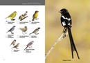 Vogelgids Kruger Birds | HPH Publishing