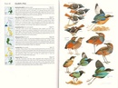 Vogelgids A Guide to the Birds of the Philippines | Oxford University Press